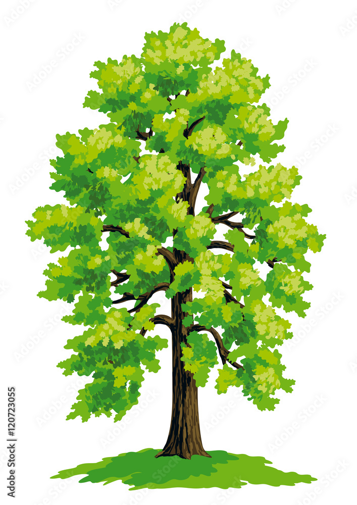 Linden tree - vector drawing