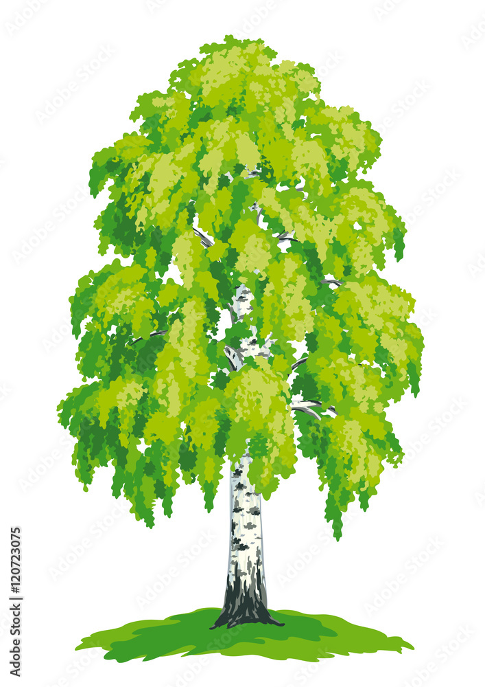 Birch tree - vector drawing