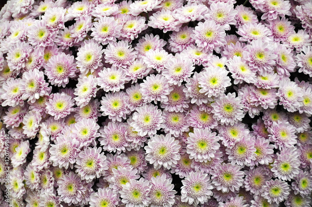 粉色和紫色Chrysantemum花地毯