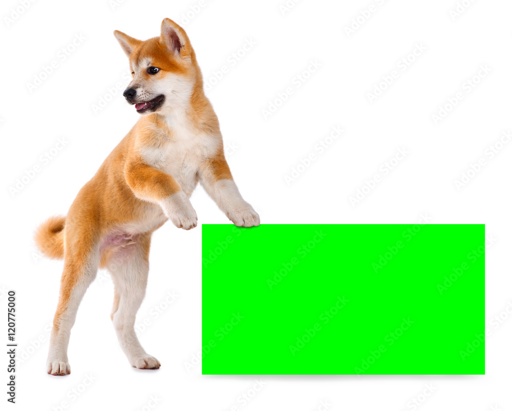 秋田犬在白色背景下被隔离的纯种小狗。Shiba Inu