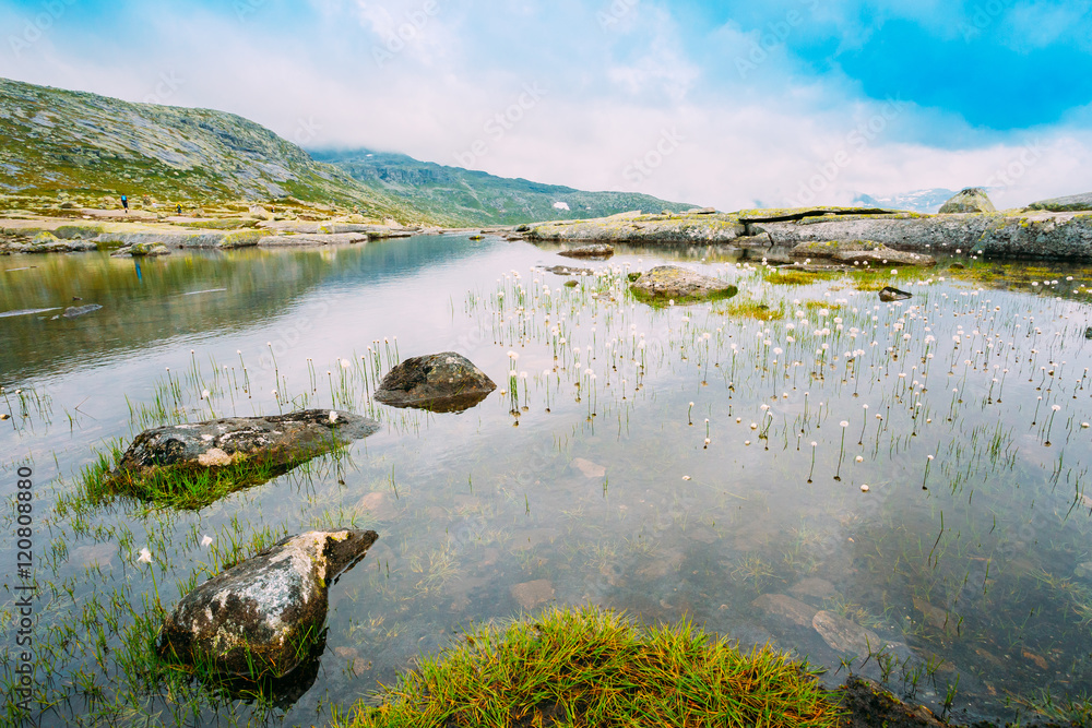 前景上长有Cottongrass、Cottonggrass或Cottonsedge Eriophorum的Mountains Lake