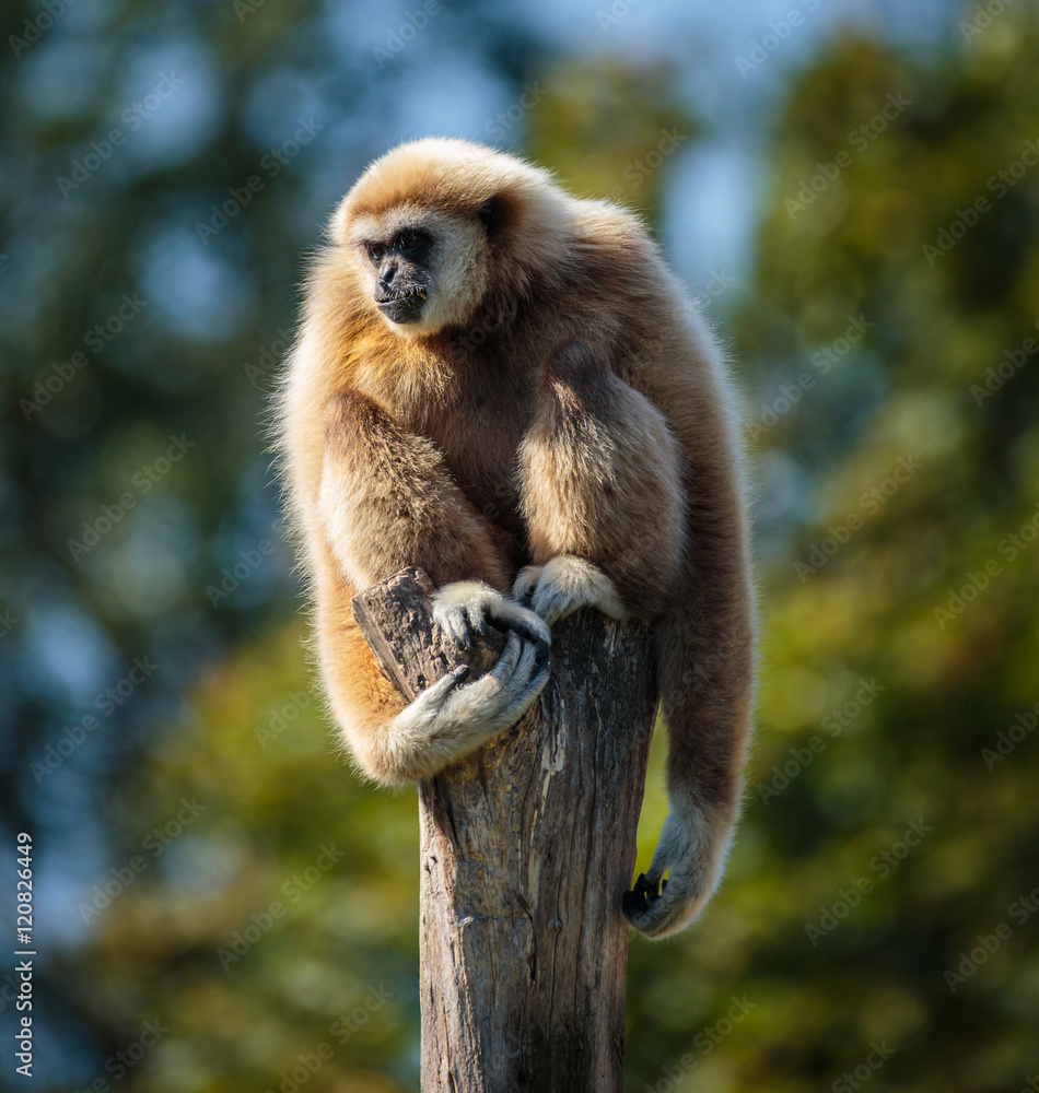 Gibbon monkey