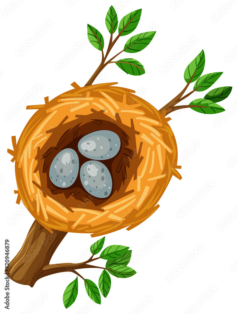 Three eggs in the bird nest