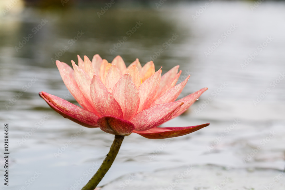 Beautiful Pink Waterlily,aquatic plants grow in the pond