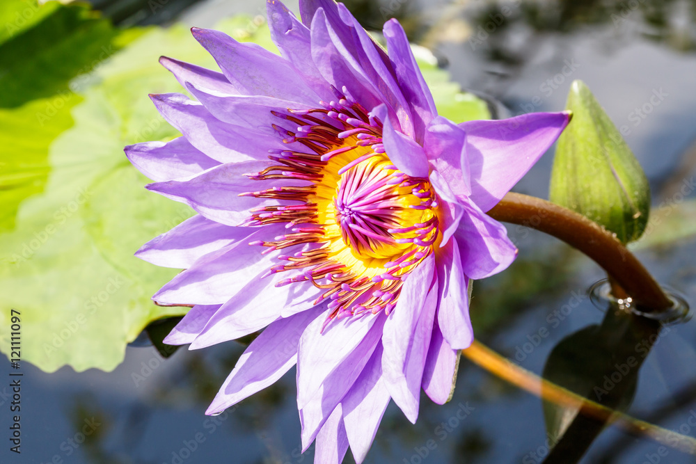 Beautiful purple Waterlily,aquatic plants grow in the pond