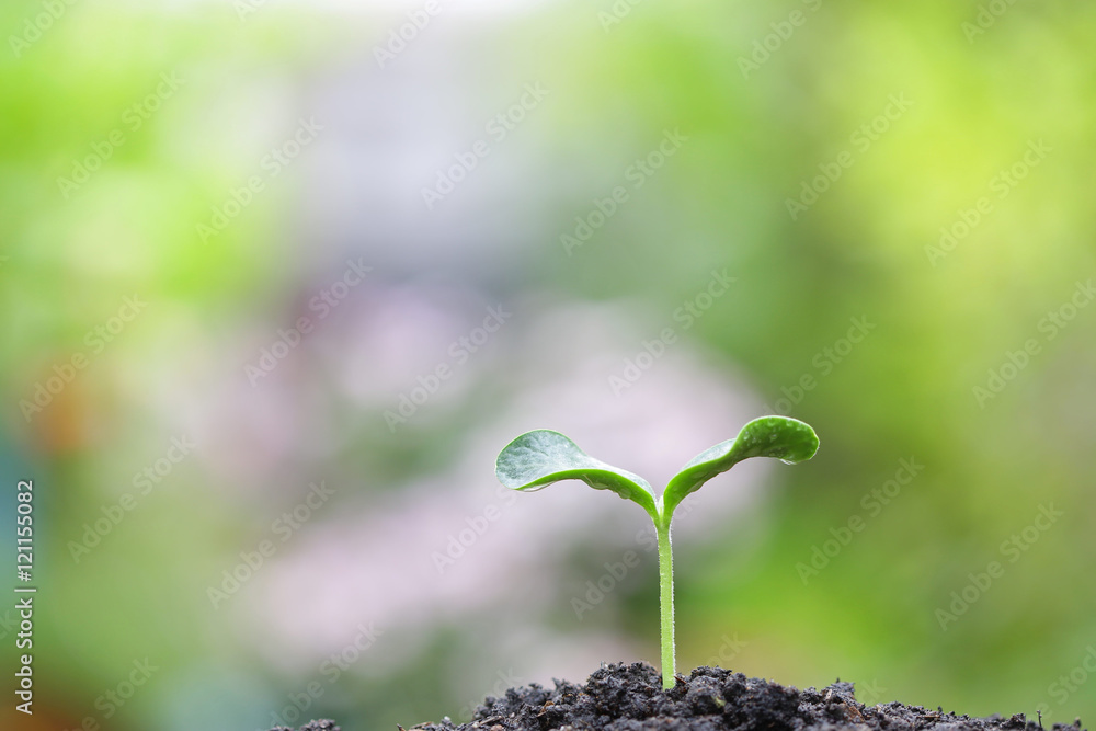 生长中的植物