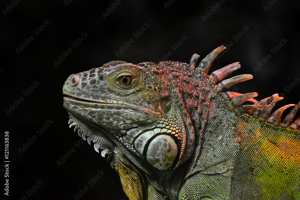 Close up portrait of green iguana male on black