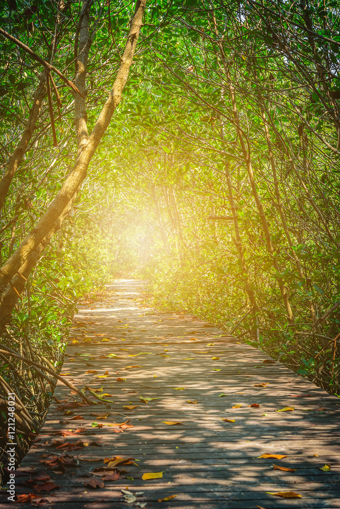 Old Wooden Bridge In between mangrove forest with sunlight.