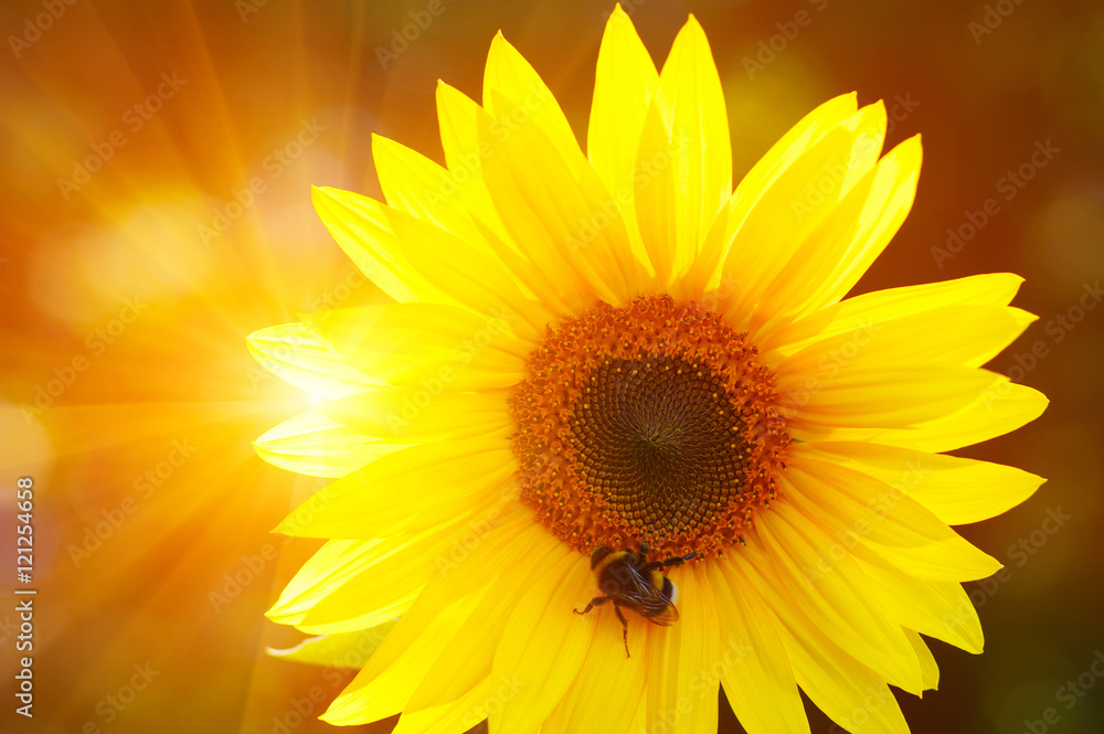 Close up of sunflower