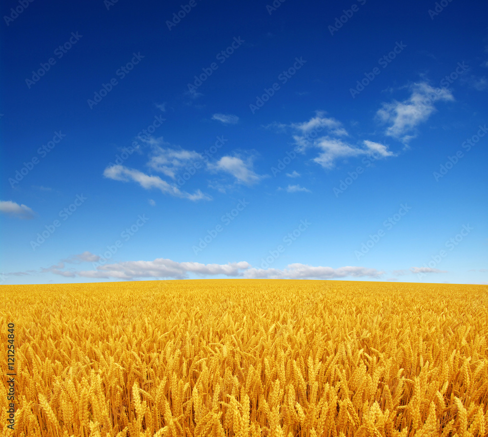 wheat field and sky