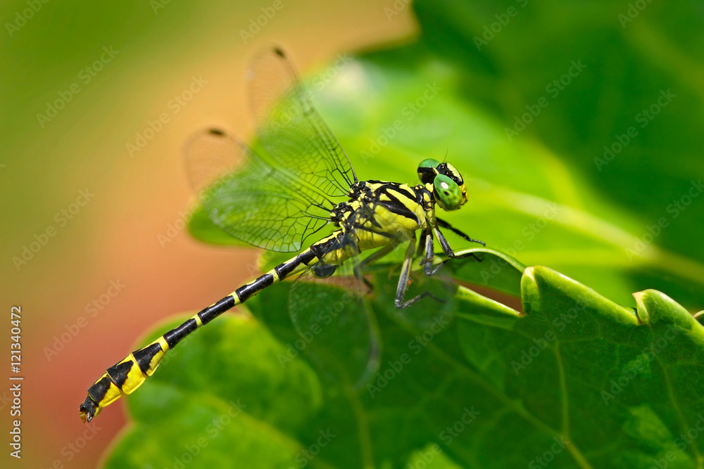 Dragonfly from Sri Lanka. Wijaya´s Scissortail, Microgomphus wijaya, sitting on the green leaves. Be