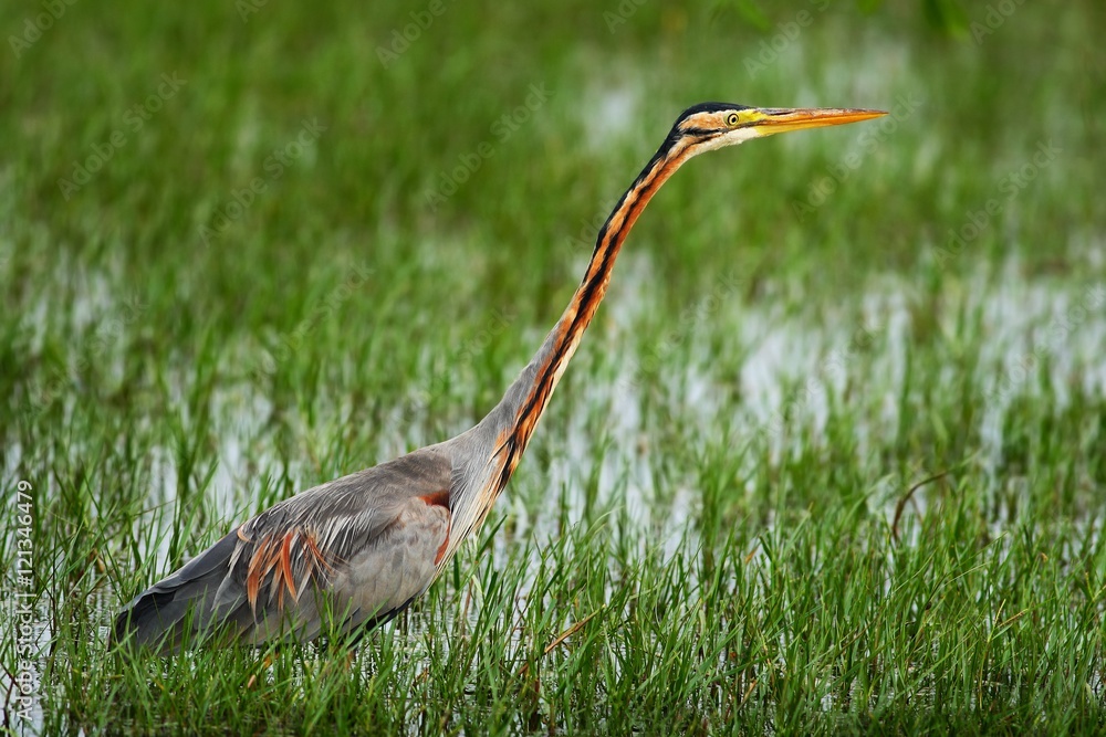 Purple Heron, Ardea purpurea manilensis, beautiful heron in the nature habitat. Heron in the green g