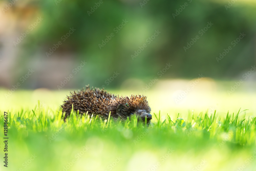 hedgehog