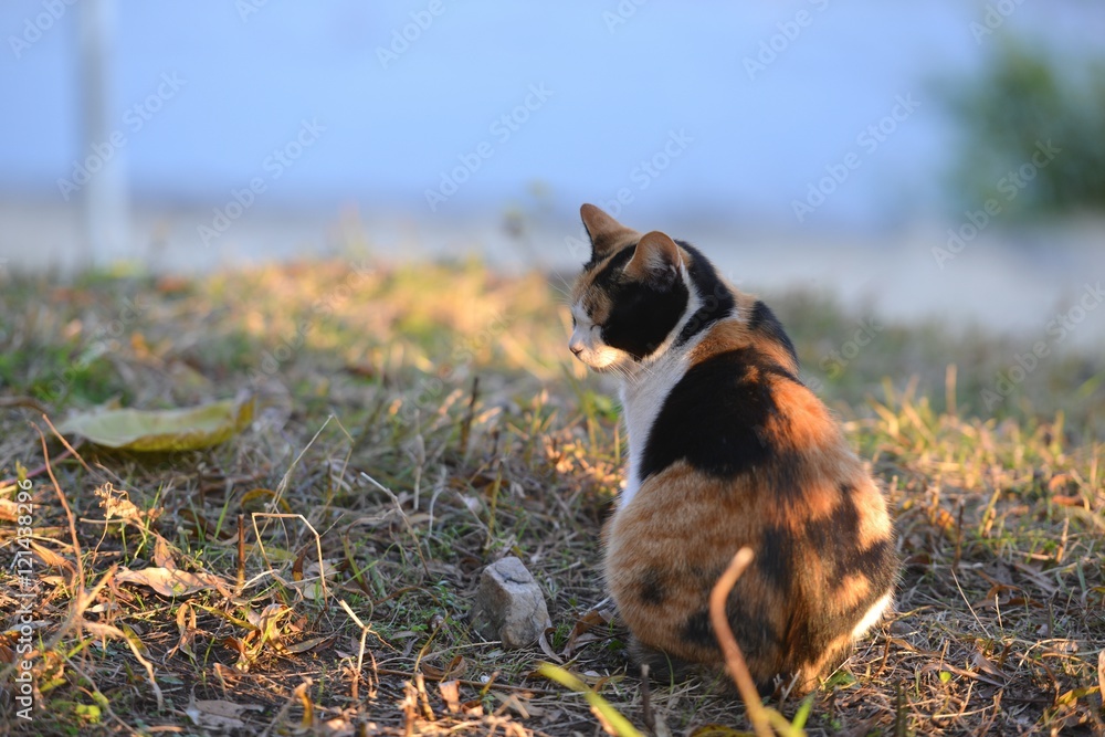 哀愁の猫の横顔