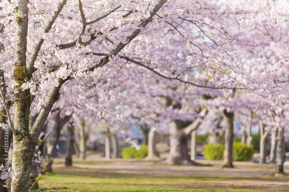 绿色公园樱花树