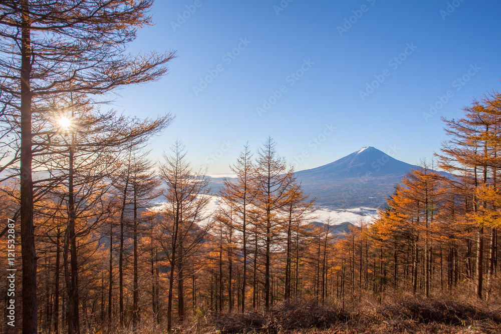 秋天的黄色森林树和富士山顶