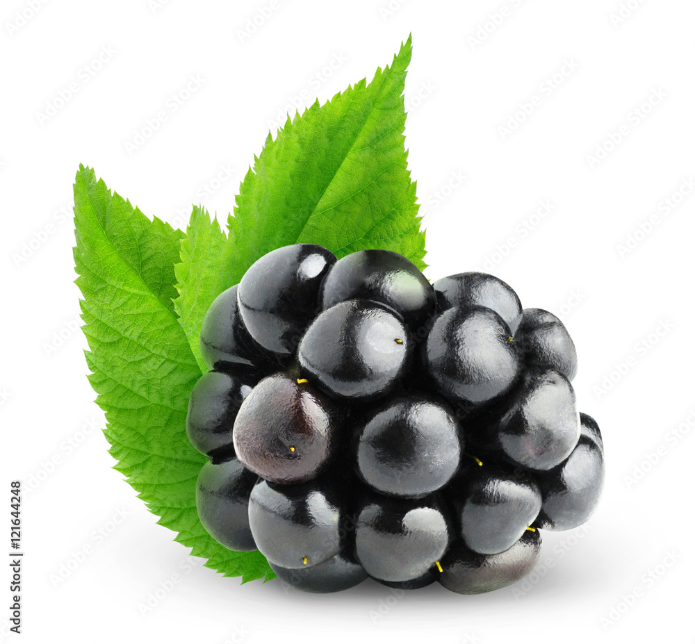 One isolated blackberry with leaves