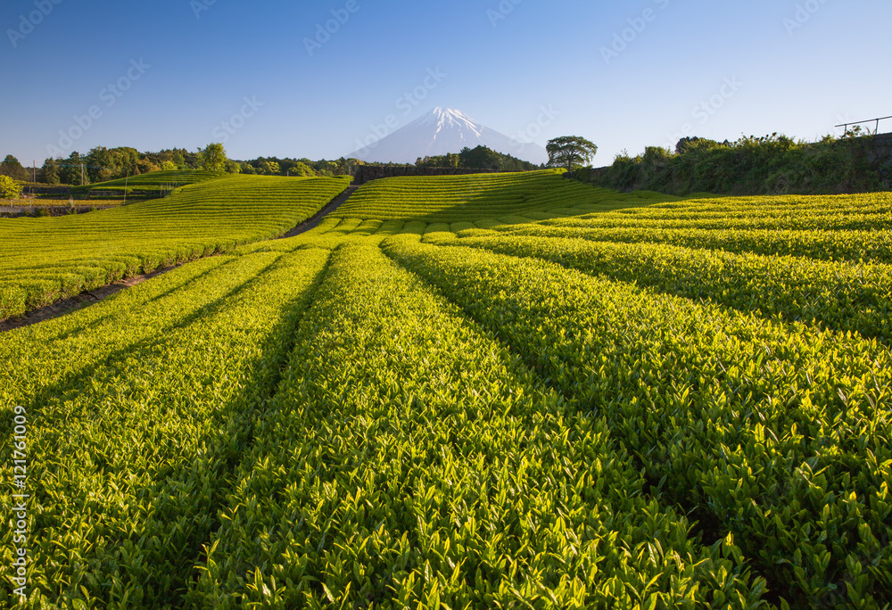 静冈县春天的茶园和富士山