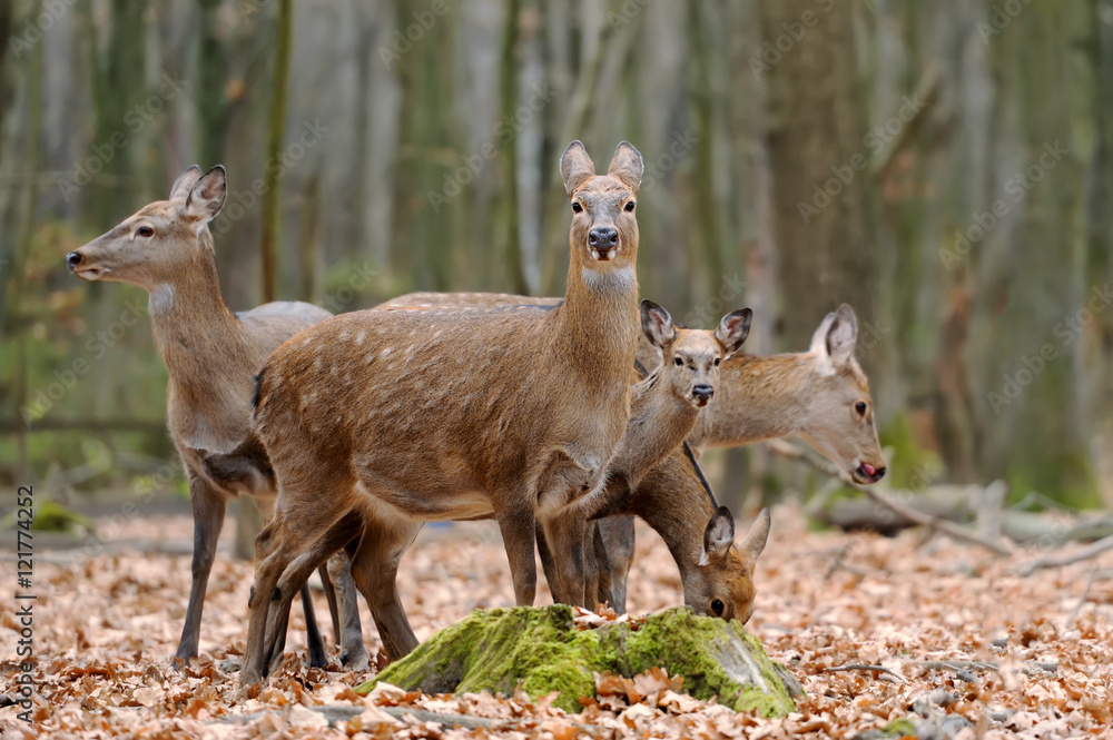 Deer in forest