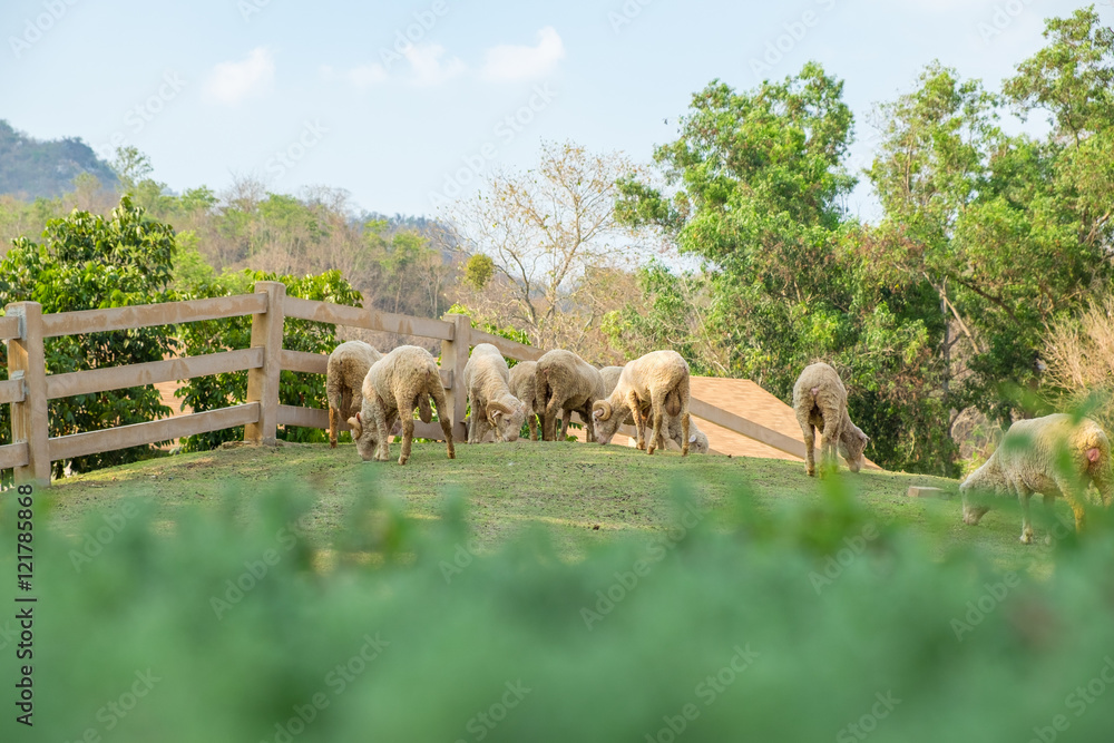 Blurred leaf with sheep group graze grass in farm