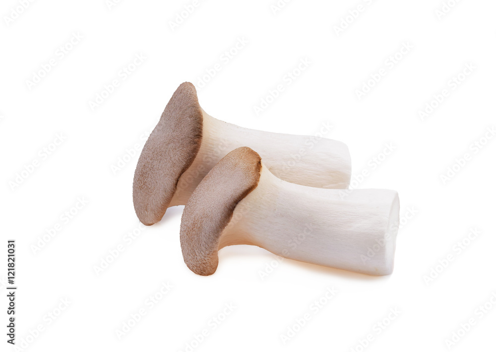 Fresh king oyster mushroom (Eringi) isolated on white background