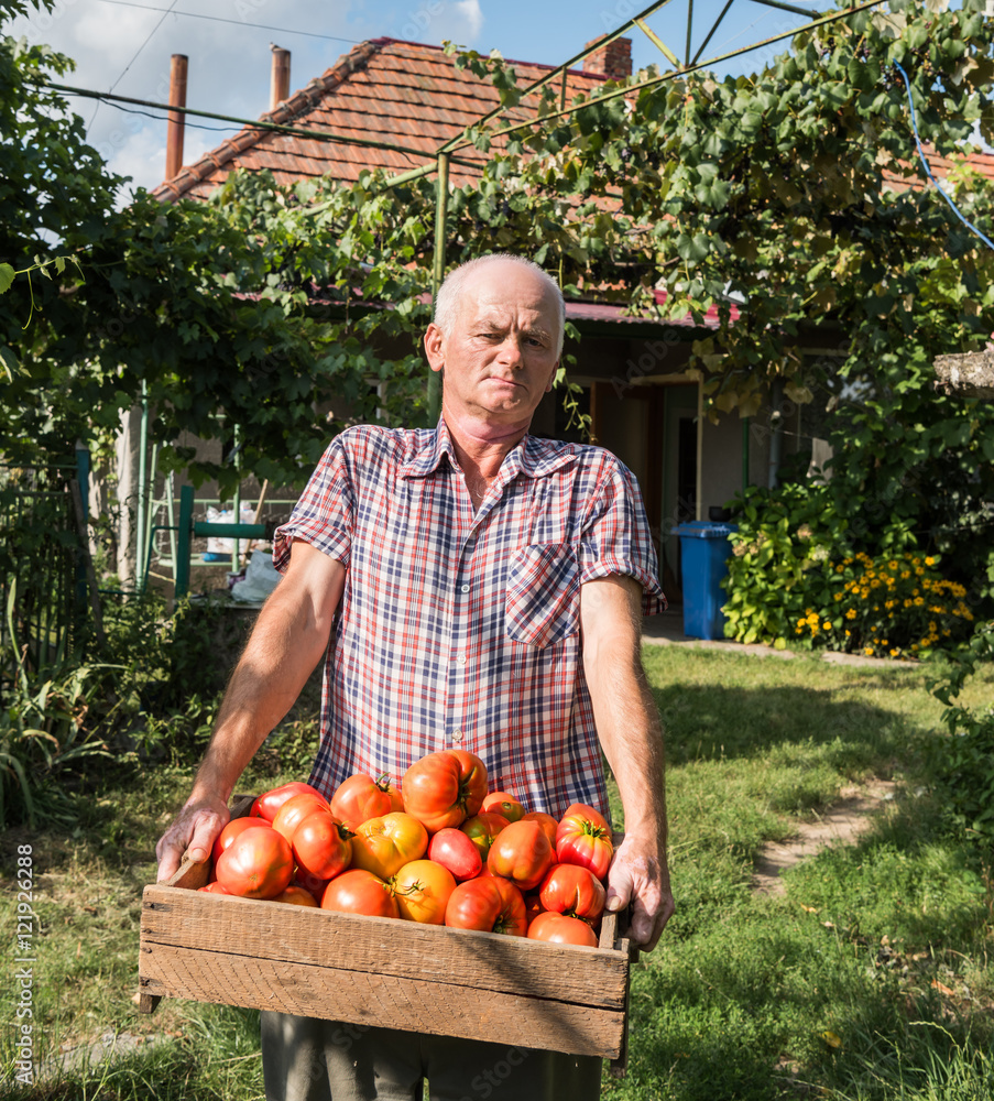 Senior farmer holding freshly harvested tomatoes in the garden