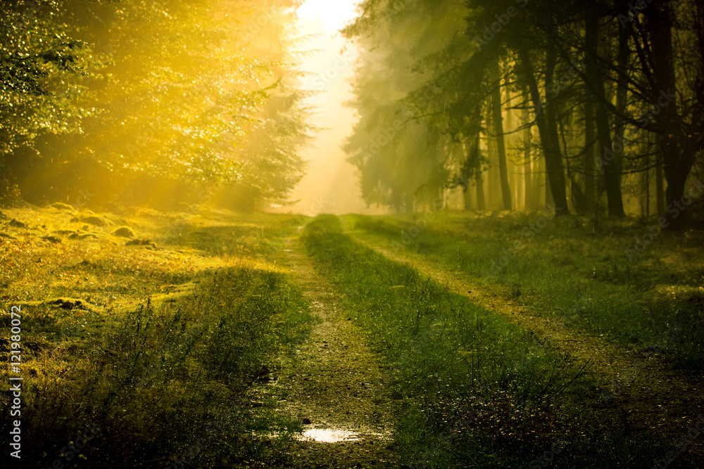 Sonnenstrahlen auf einem Waldweg im Nebel