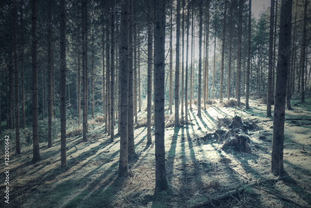 Beautiful light with tree shadows in the forest landscape.