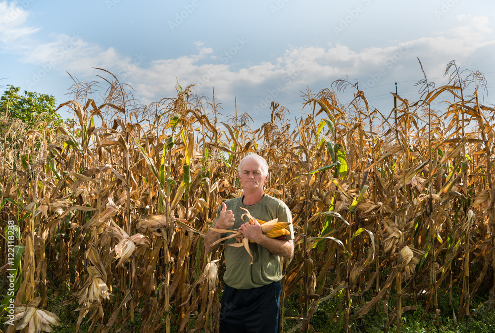 Senior farmer holding corn cobs