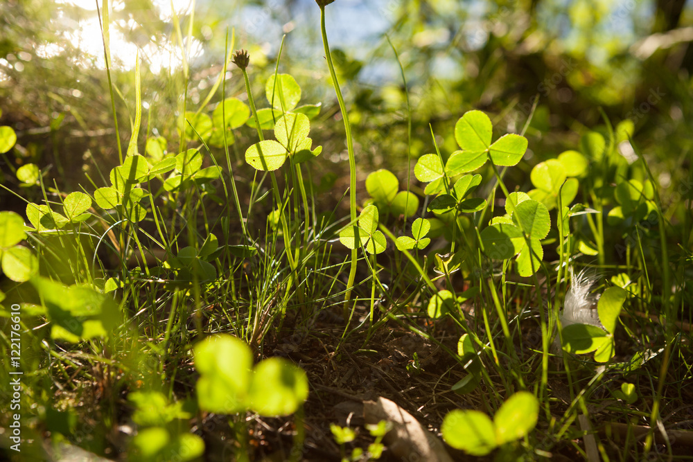 Clovers growing in nature