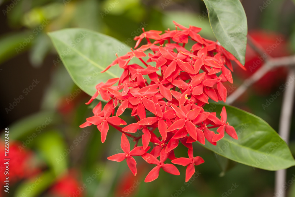 红花穗状花序，茜草科花，球虫Ixora它是一种花