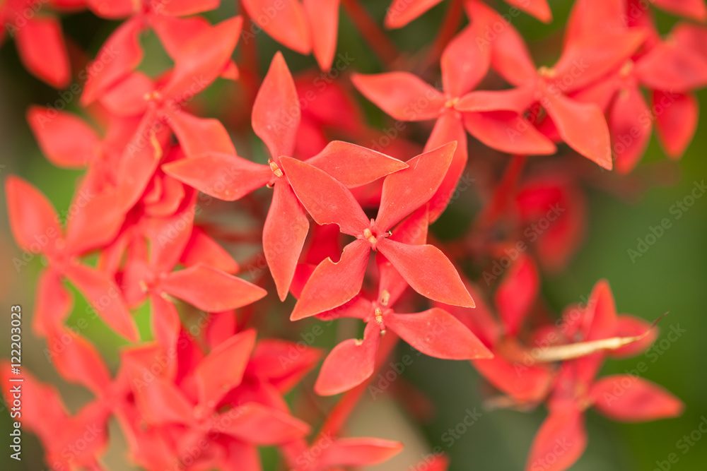 红花穗状花序，茜草科花，球虫Ixora它是一种花