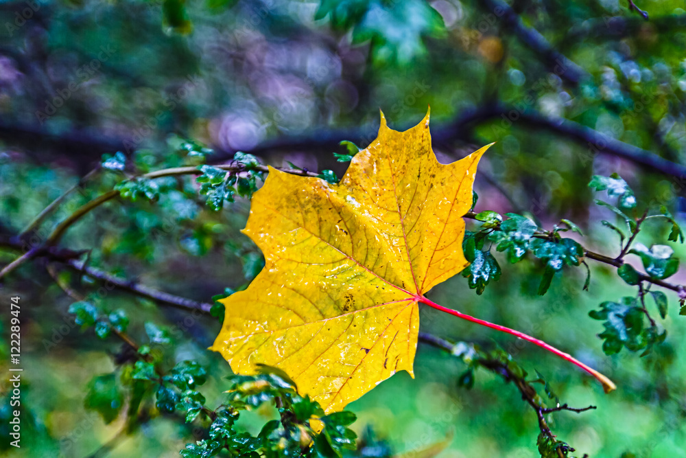 Yellow maple leaf lying on the ground. Autumn in Moscow