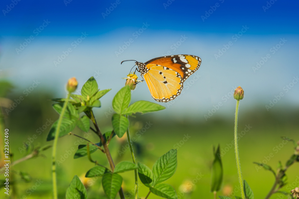 花上的平原虎蝶特写。Danaus chrysippus