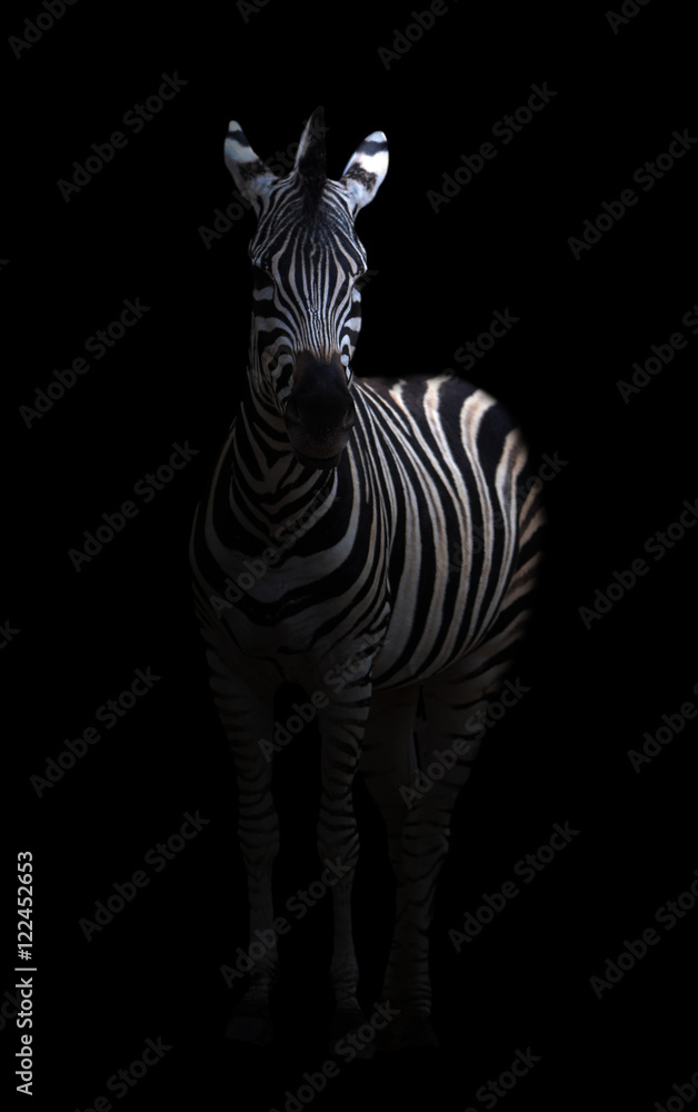 zebra in the dark