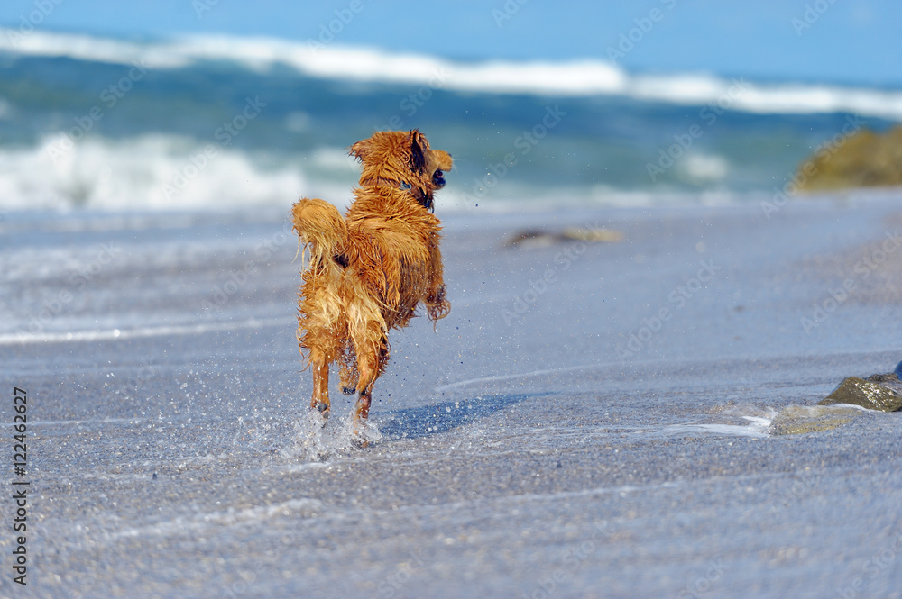 海滩上的年轻金毛寻回犬