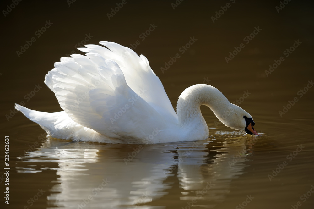 Swan in the lake