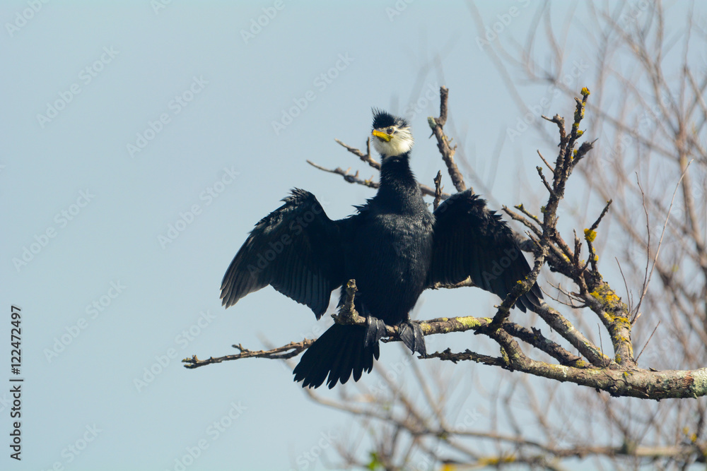 派沙格Cormorant在阳光下晒翅膀