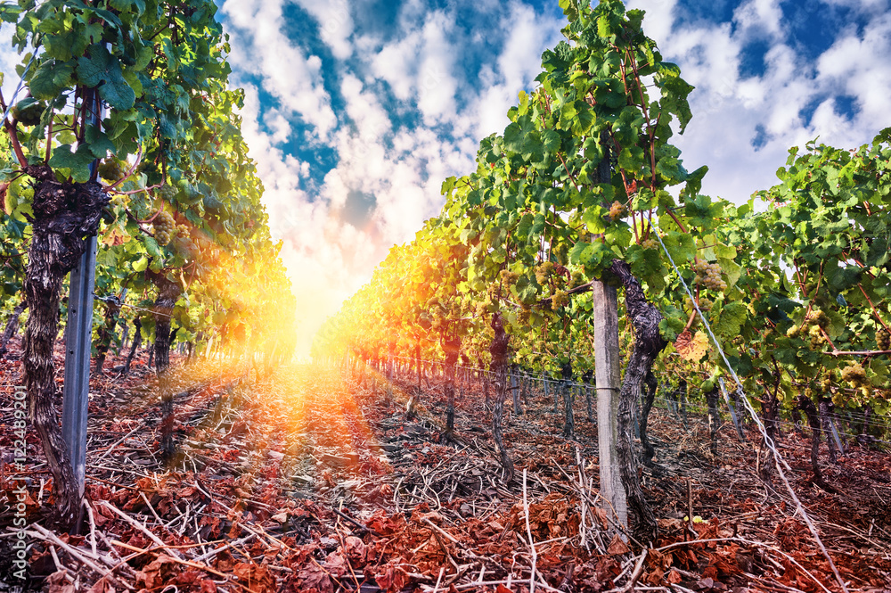 Landscape with autumn vineyards and organic grape at sunset