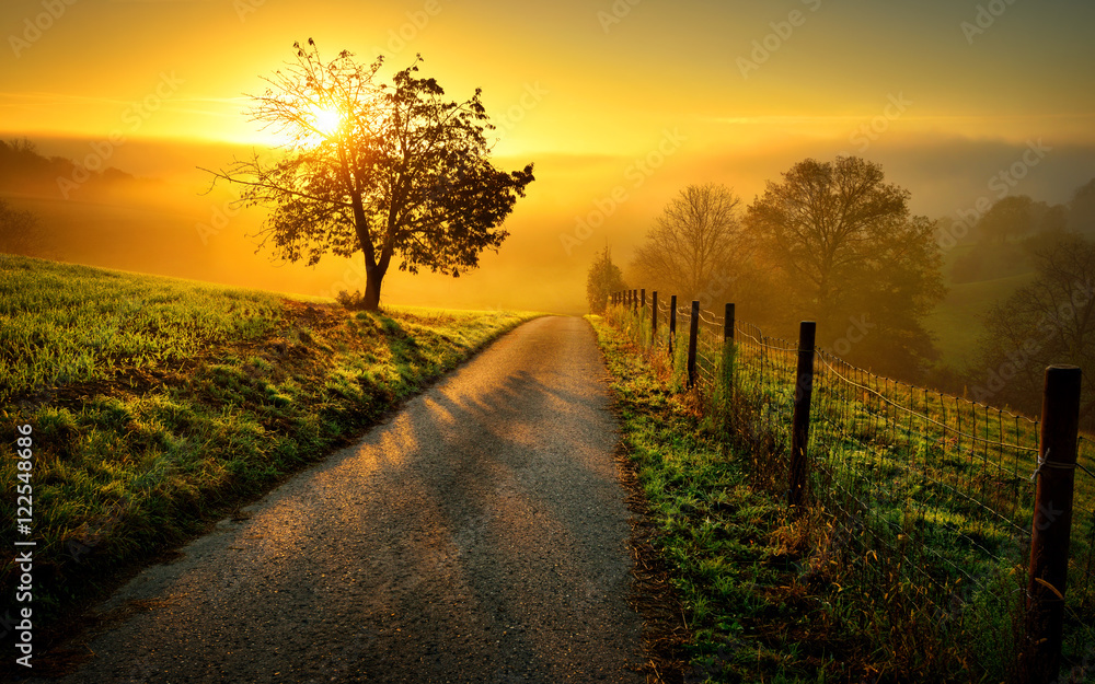 Idyllische Landschaft bei Sonnenaufgang, mit Weg und Baum auf der Wiese