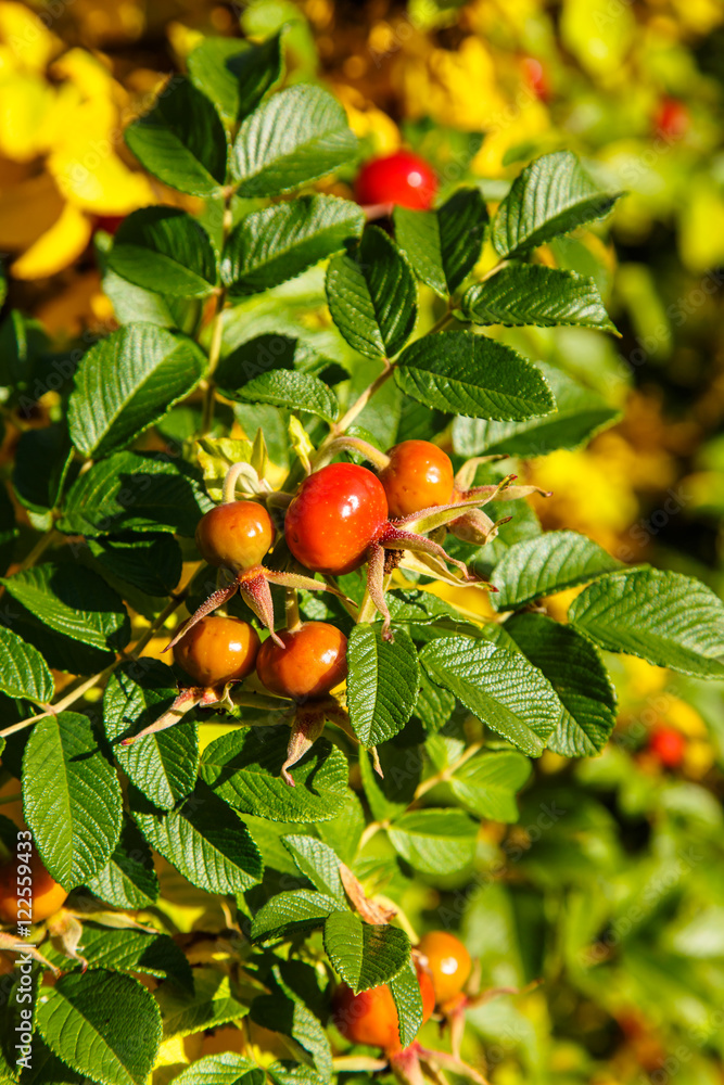 Ripe rose hips on a branch with leaves.