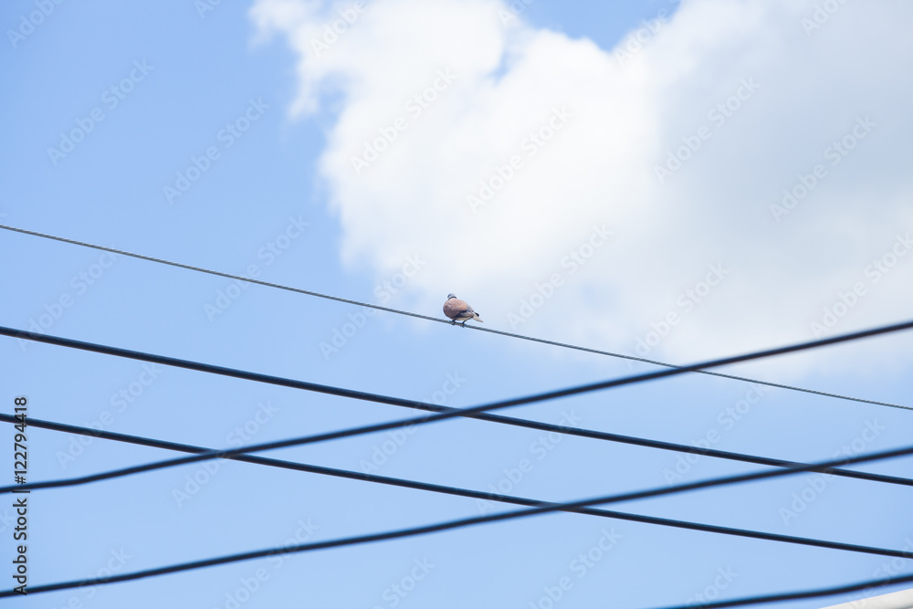 Dove on wires and blue sky background