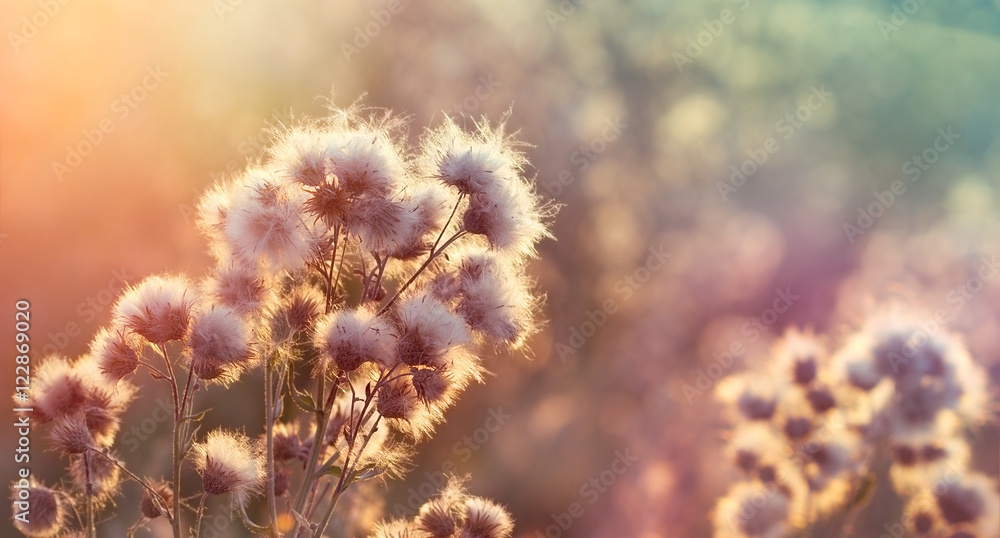 Sunset in field of  thistle - burdock (beautiful nature in autumn)