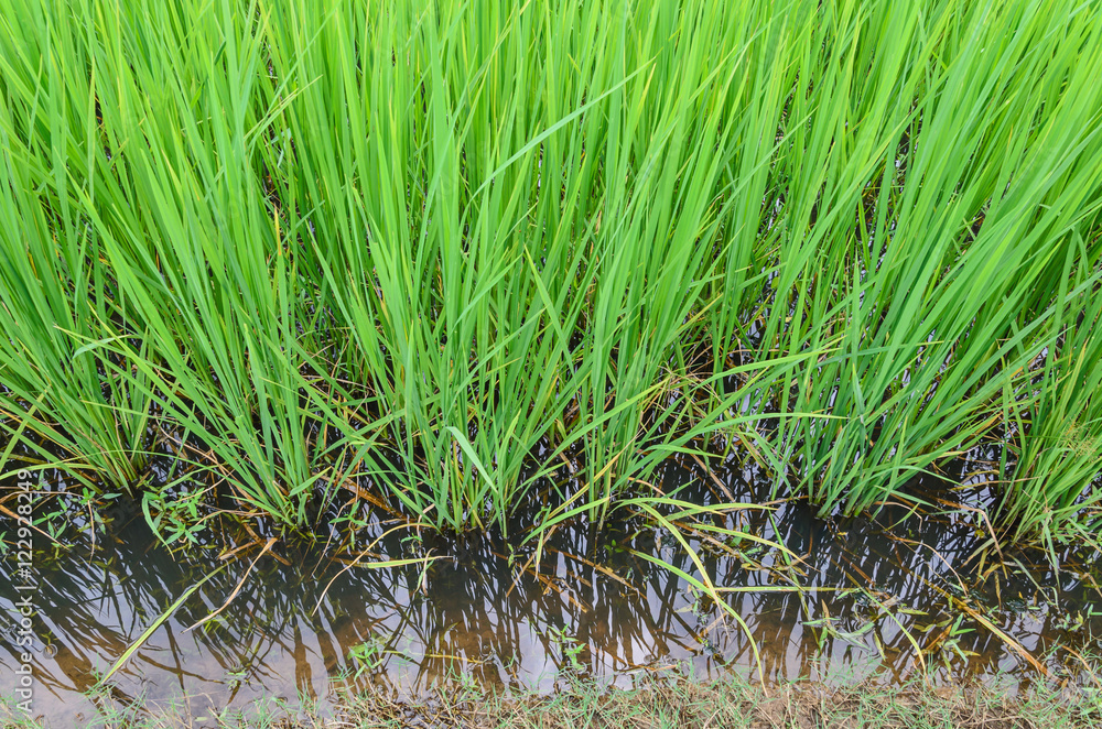 rice field and water