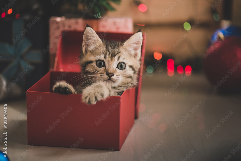 kitten playing in a gift box