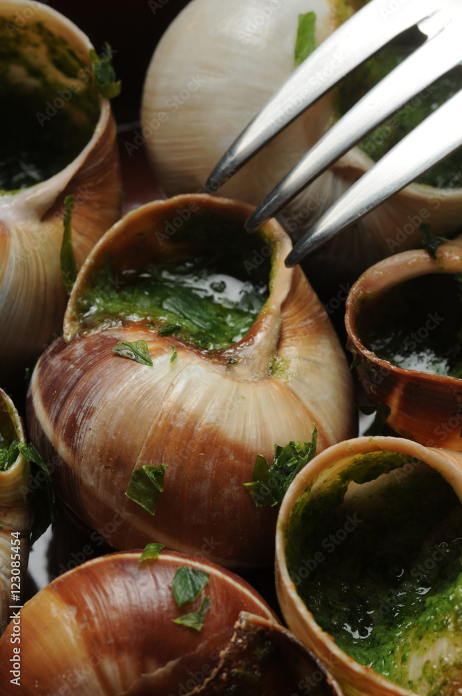 Escargot de Bourgogne Bourguignonne Helix pomatia Эскарго Eskarqo แอ็สการ์โก 法國蝸牛 エスカルゴ Ślimaki lądo