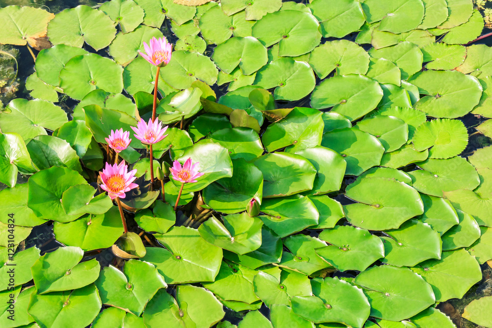 美丽的粉红色睡莲，池塘里长着水生植物