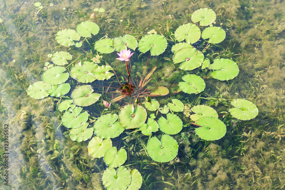 绿色水生植物睡莲叶子长在池塘里