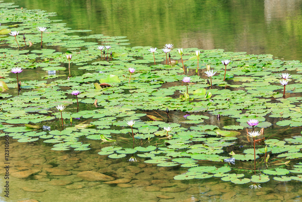 绿色水生植物睡莲叶子长在池塘里