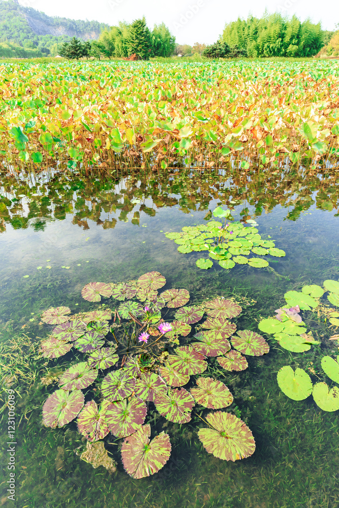 绿色水生植物睡莲叶子长在池塘里